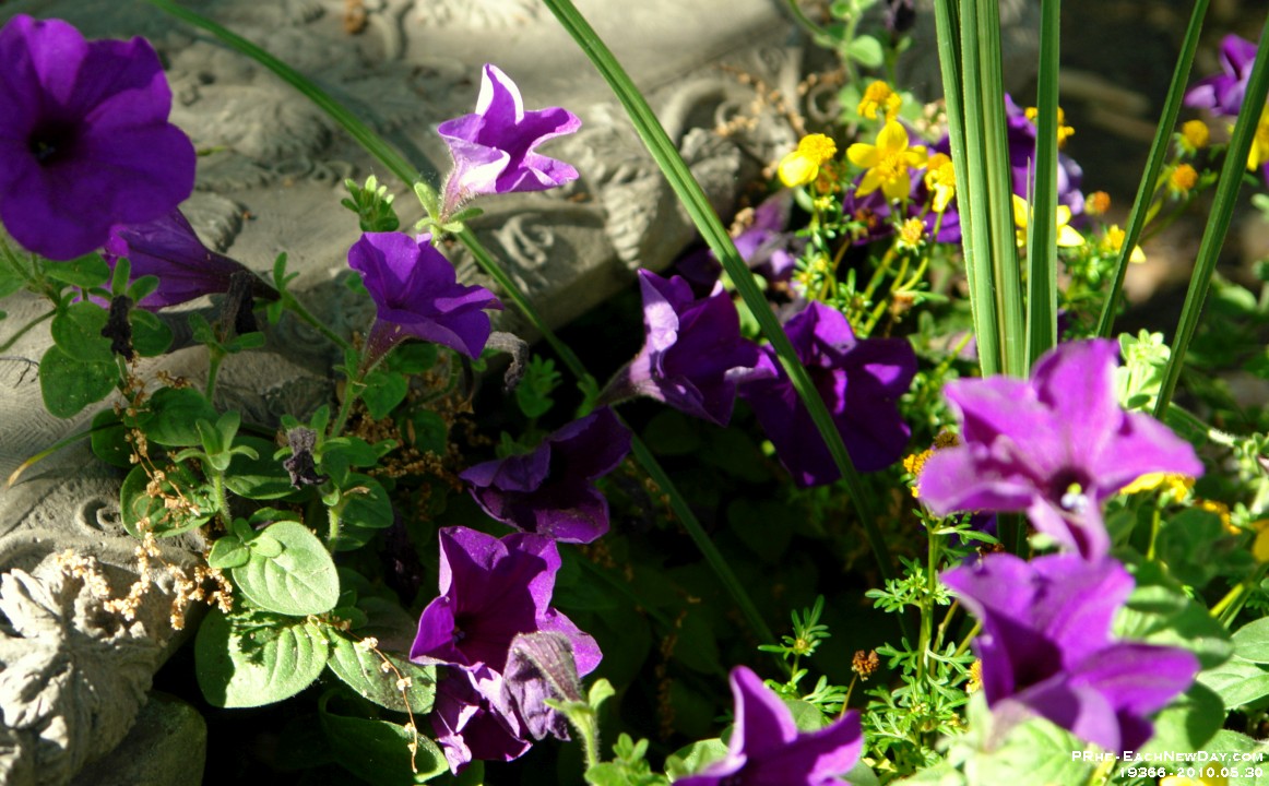 19366CrLe - Flowers and a bench on a sunny day